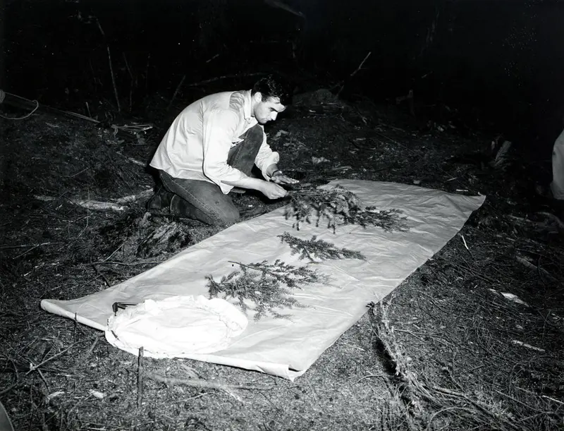 A manual pole pruner used to cut twigs from a branch